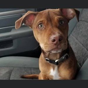 Meet your Posher, Carl